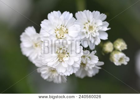 Close Up Of A White Tansy Flower - Latin Name - Achillea Ptarmica