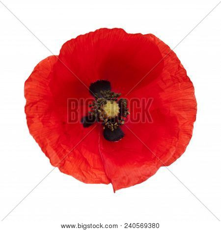 Red Poppy Isolated