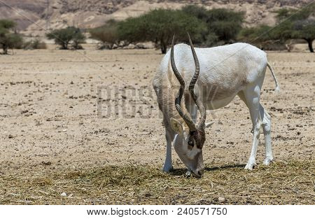 Curved Horned Antelope Addax (addax Nasomaculatus) Was Introduced From Sahara Desert And Well Adopte