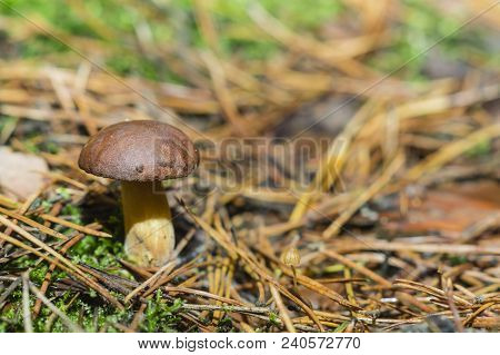 Boletus And Pudding Next To Each Other