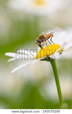 Syrphid Fly Pollinating And Feedeing On Daisy, Syrphid Flies Are Bee-looking Flies Found On Meadows