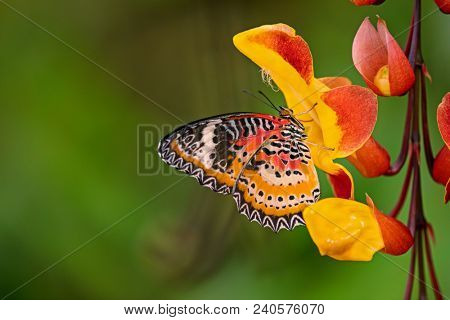Monarch butterfly (Danaus plexippus) on thunbergia mysorensis, close-up.
