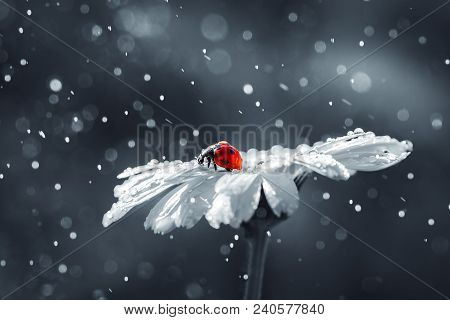 Ladybug On Daisy Flower And Water Drops, Abstract Background.