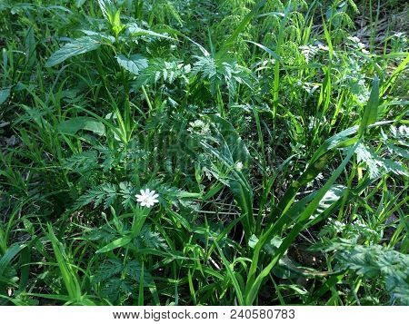 Herbaceous Texture - Young Juicy Nettle Among The High Stems Of Green Grass. Elymus Repens - Top Vie