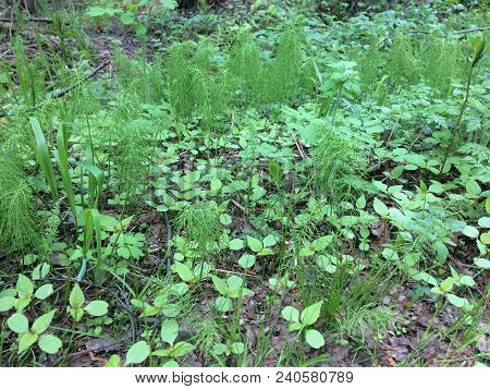 Herbaceous Texture - Young Juicy Nettle Among The High Stems Of Green Grass. Elymus Repens - Top Vie