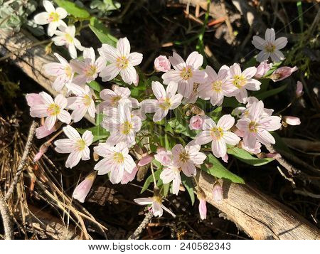 Common Mouse Ear Flowers Or Chickweed. White Wildflowers Of Pacific Northwest. Washington State. Uni
