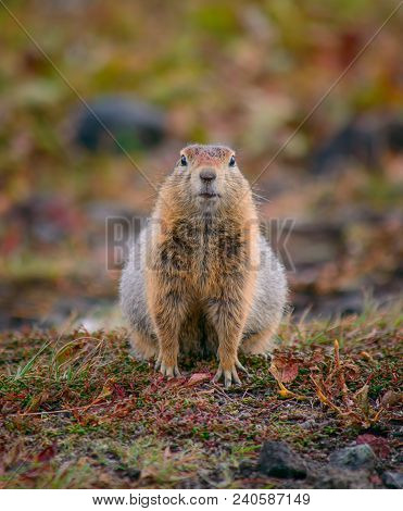Evrazhka On Kamchatka. Rodent, American Long Tail Gopher, Sunny Day