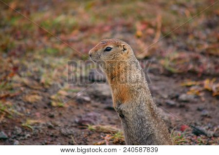 Evrazhka On Kamchatka. Rodent, American Long Tail Gopher, Sunny Day