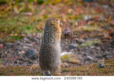 Evrazhka On Kamchatka. Rodent, American Long Tail Gopher, Sunny Day