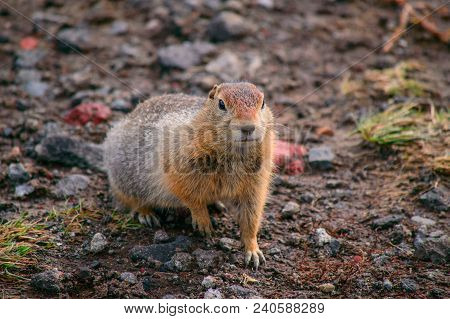 Evrazhka On Kamchatka. Rodent, American Long Tail Gopher, Sunny Day