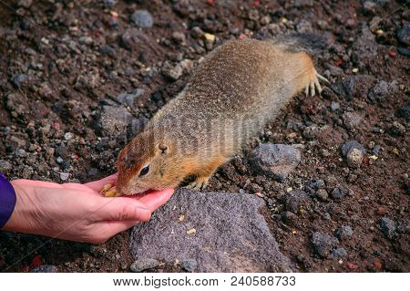 Evrazhka On Kamchatka. Rodent, American Long Tail Gopher, Sunny Day
