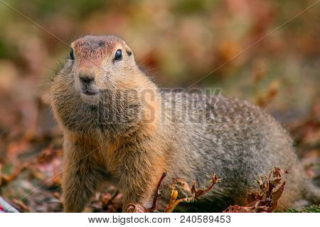 Evrazhka On Kamchatka. Rodent, American Long Tail Gopher, Sunny Day