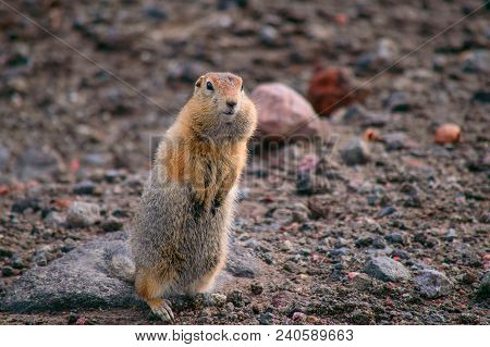 Evrazhka On Kamchatka. Rodent, American Long Tail Gopher, Sunny Day