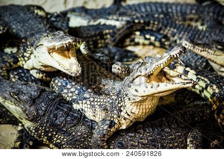 Crocodiles With Open Mouth Waiting For The Victim