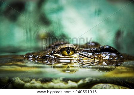 The Evil Eye Of A Crocodile Closeup