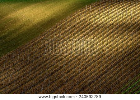 Detail Of South Moravian Field, Czech Republic.