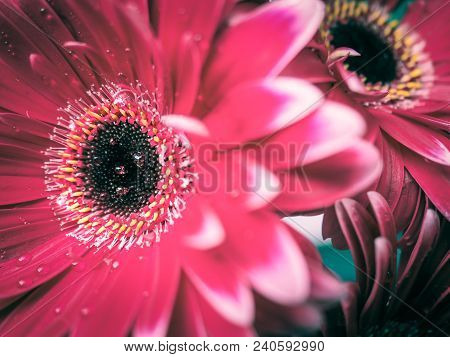 Red Gerbera Close-up The Detail Of The Leaves
