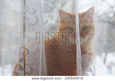 A Ginger Cat Stands Behind A Window Curtain And Looks Into The Lens