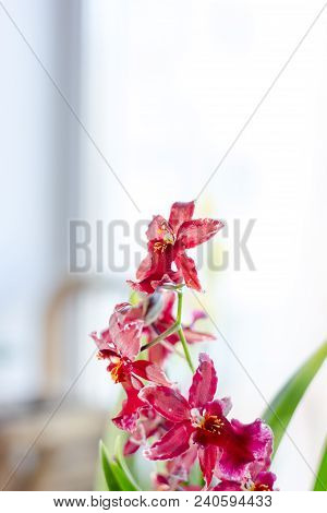 Beautiful Miltonia Orchid Red Colored On A Window