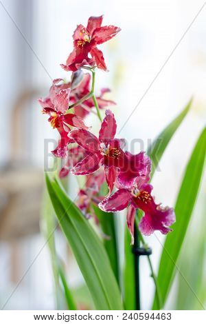 Beautiful Miltonia Orchid Red Colored On A Window