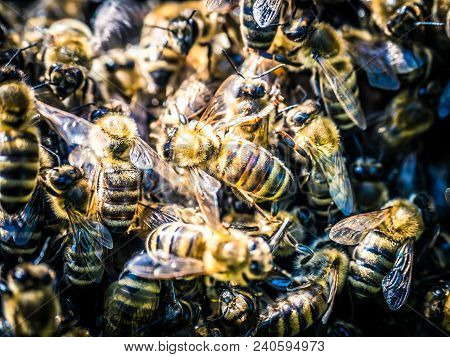 Bees Swarm In The Garden In Summer