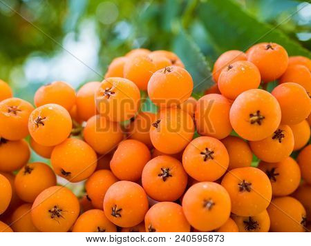 Bunch Of Ripe Rowan Macro Shot Day
