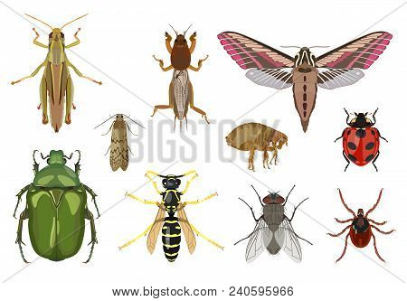 Vector Detailed Set Of Different Insects Isolated In Flat Style On White Background. In Collection: 