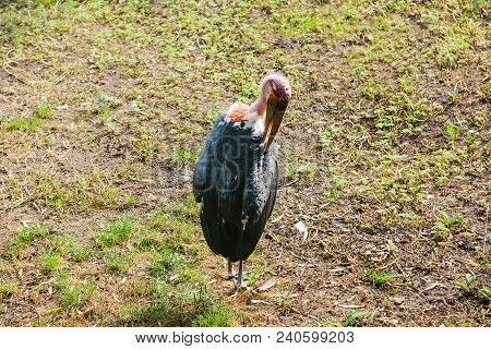 Vulture. Wild Animal Eating On Drop Or Predator Or Wild Bird