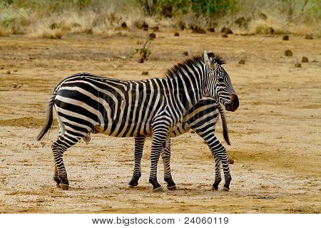 Due Zebra africana