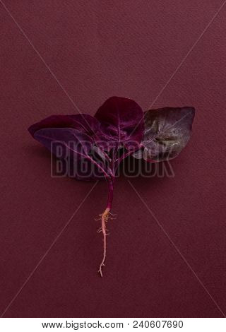 fresh purple orach