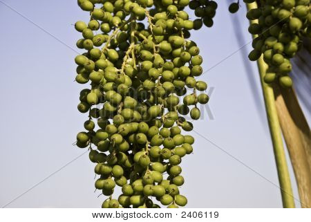 Pine Fruit