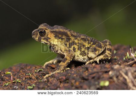 Toad, Bufo Sp, Bufonidae, Agumbe Arrsc From Karnataka State Of India