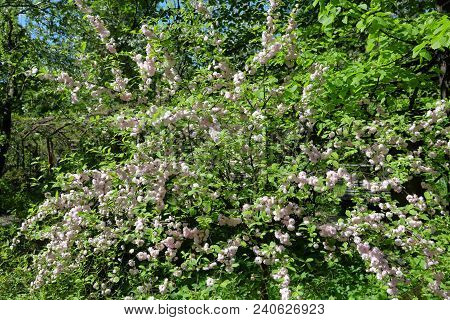 Flowering Of Three-lobed Almond