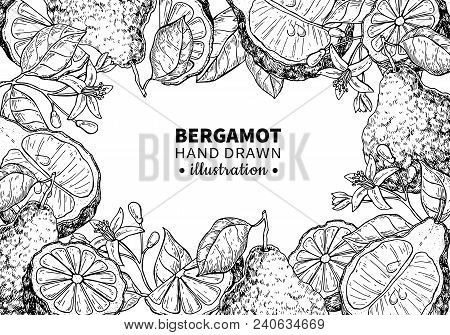 Bergamot Vector Drawing Frame. Isolated Vintage  Template Of Citrus Fruit, Flower. Essential Oil Eng