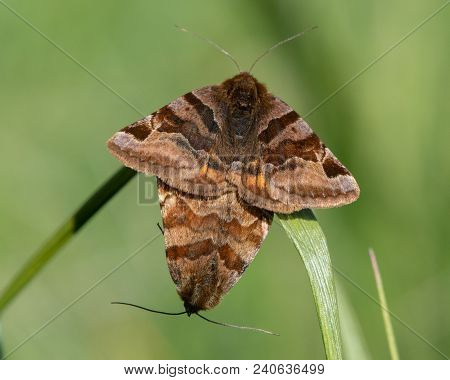 Burnet Companion (euclidia Glyphica) Moths In Cop. Pair Of Moths In The Family Noctuidae Mating, Sho