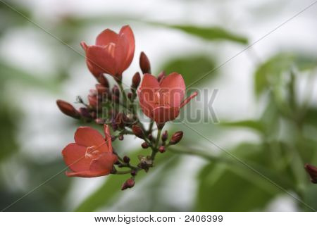 Red Flowers