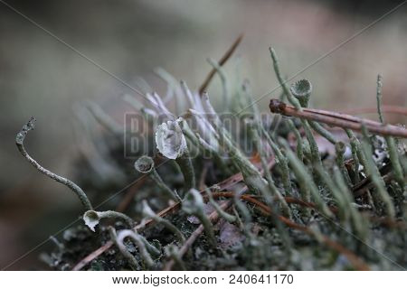 Blue Moss Looking Like Tube In Spruge Needles In A Deep Forest. Spring. Macro