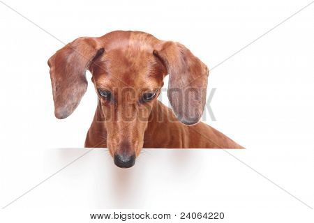 gravhund hund ser ned