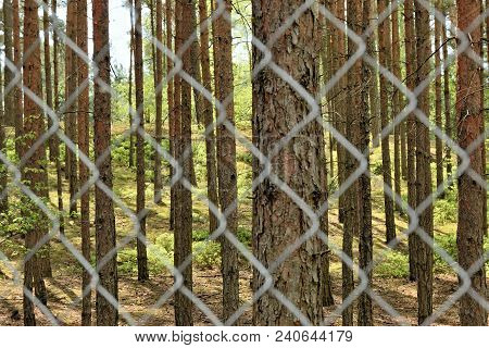 Spring Pine Forest Behind Iron Fence Of Autocamp In Machuv Kraj Tourist Area