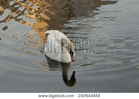 A Swan White Floats In The Lake In The Summer.