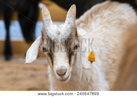 White Goat In The Farm, Happy Life, Cute, Goat Look At Camera