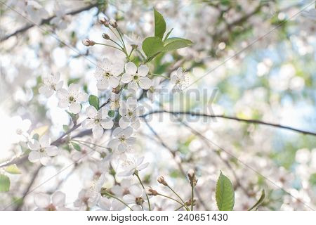 Blooming Prunus Padus Known As Bird Cherry Close Up. Spring Romantic Background With Flowers.