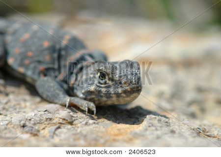 Crotaphytus Collaris