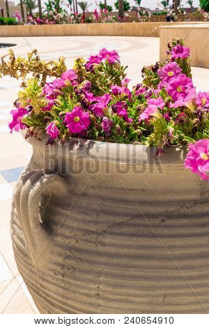 Beautiful Pink Petunia Flowers In Big Antique Clay Pot Wallpaper