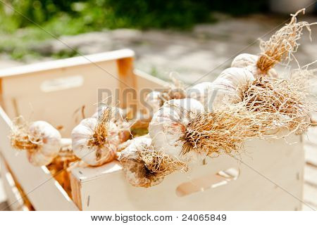 Knoblauch in einer Holzkiste