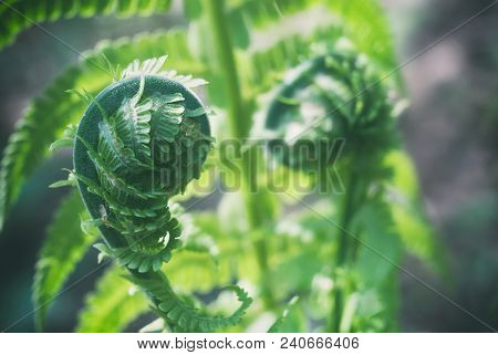 Nephrolepis Exaltata The Sword Fern - A Species Of Fern In The Family Lomariopsidaceae