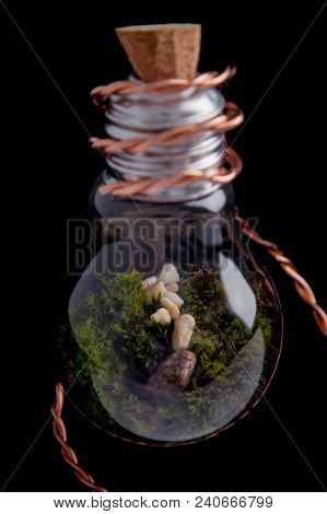 Florarium With Stones In Lamp On Black Background