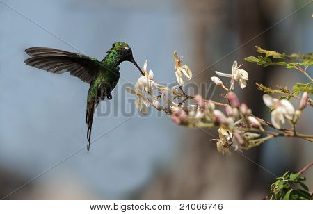Kubasmaragdkolibri (Chlorostilbon Ricordii)