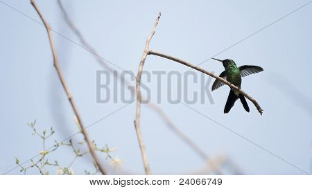Kubasmaragdkolibri (Chlorostilbon Ricordii)