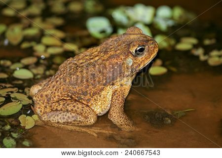 Beautyful Brown Toad, In Suriname Jugle At Night